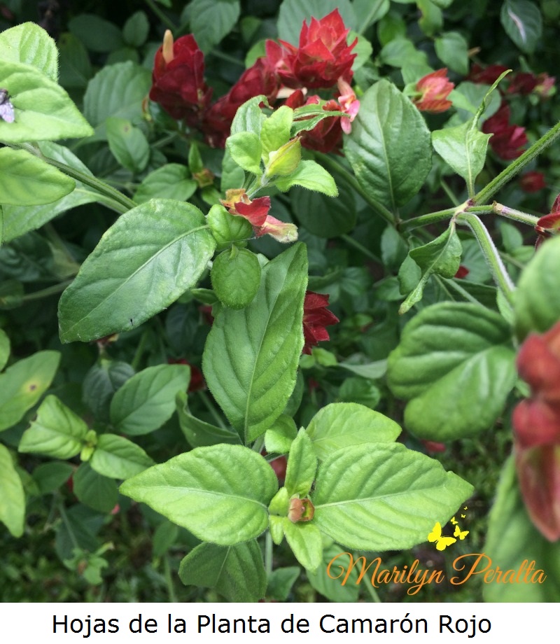 hojas-de-la-planta-de-camaron-rojo