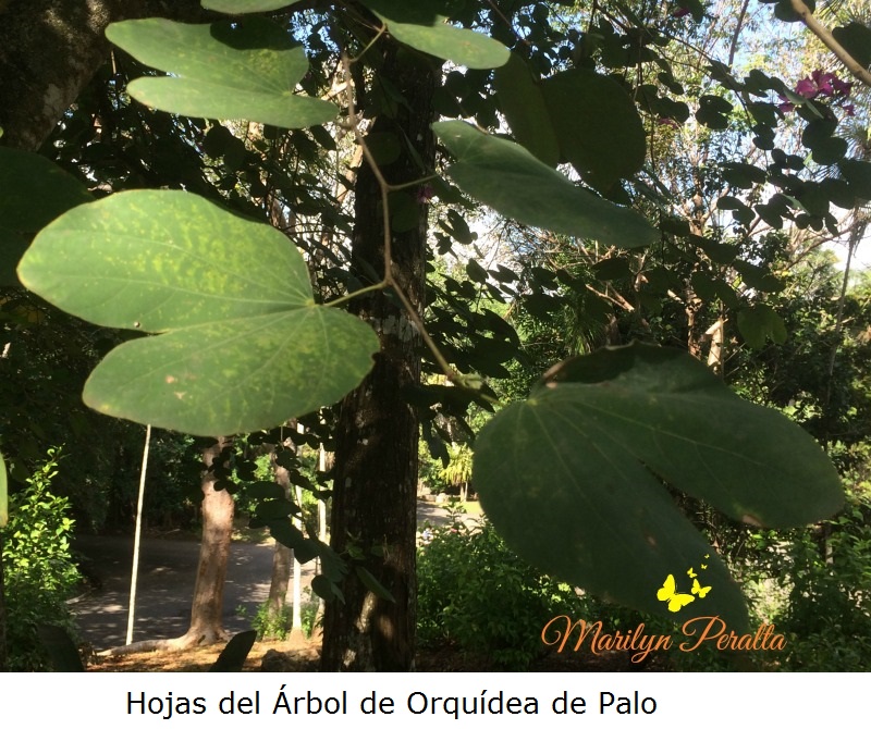 hojas-del-arbol-de-orquidea-de-palo
