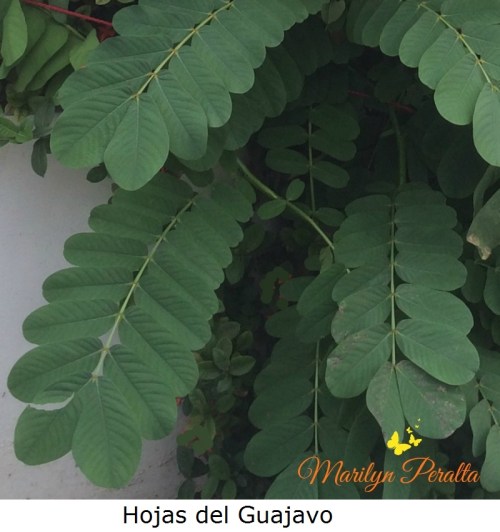 hojas-del-guajavo