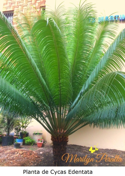 planta-de-cycas-edentata