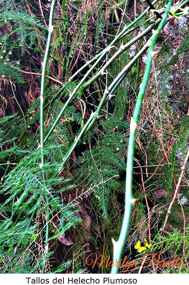 tallos-del-helecho-plumoso