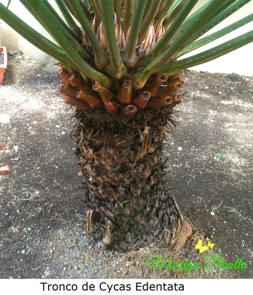 tronco-de-cycas-edentata