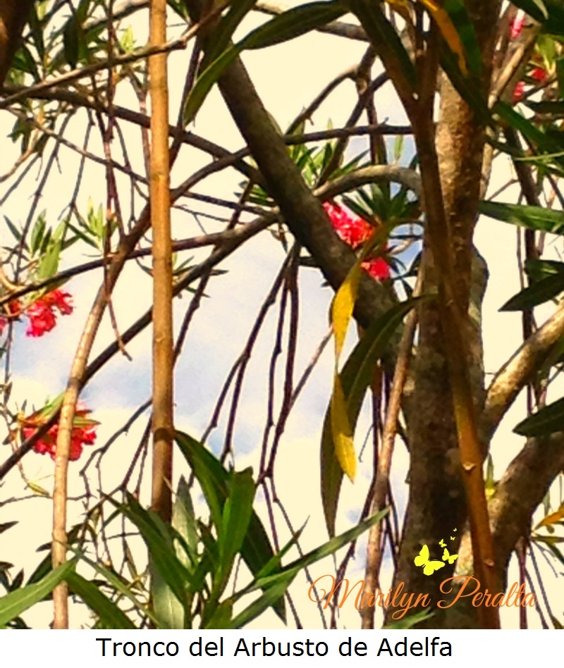 tronco-del-arbusto-de-adelfa