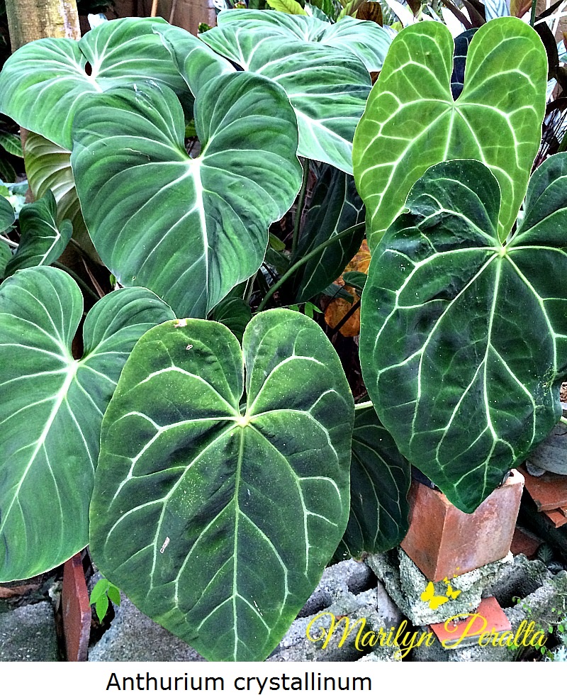 anthurium-crystallinum