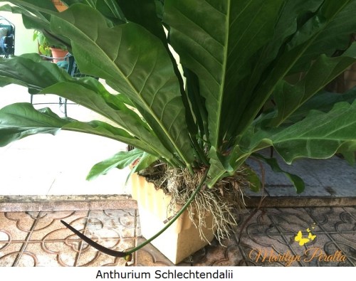 anthurium-schlechtendalii
