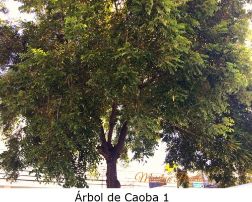 Árbol de Caoba 1
