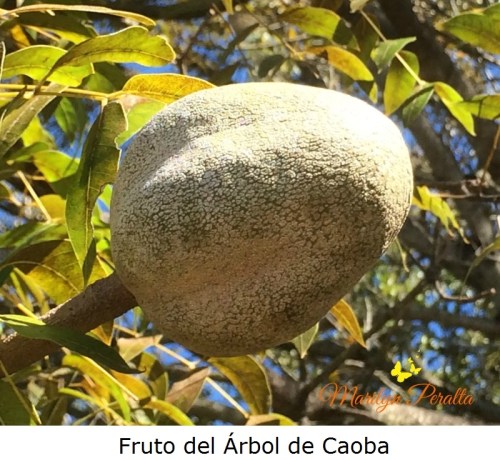 fruto-del-arbol-de-caoba