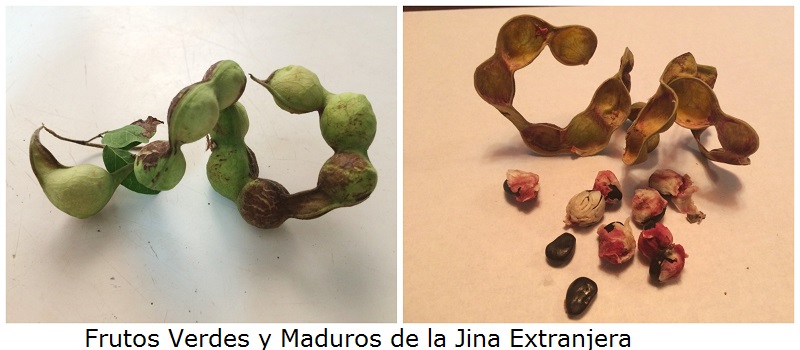 frutos-verdes-y-maduros-jina-extranjera