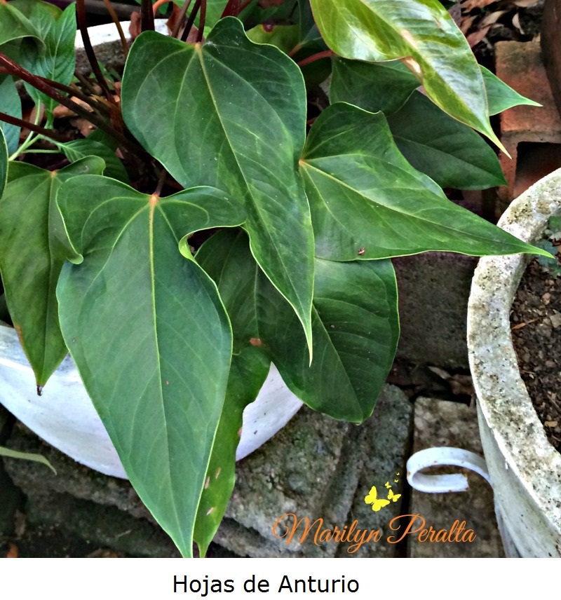 hojas-de-anturio