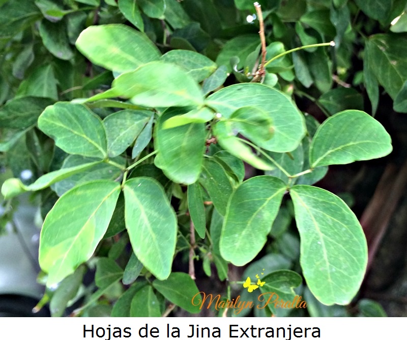 hojas-de-la-jina-extranjera