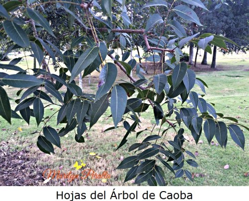 hojas-del-arbol-de-caoba