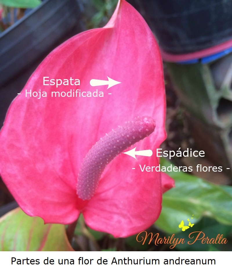 partes-de-una-flor-de-anthurium-andreanum