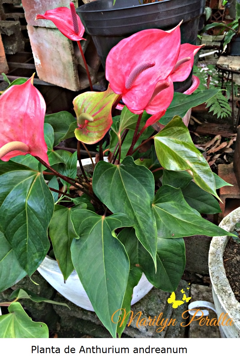 planta-de-anthurium-andreanum