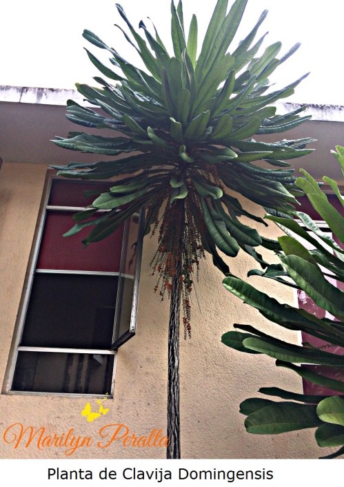 planta-de-clavija-domingensis