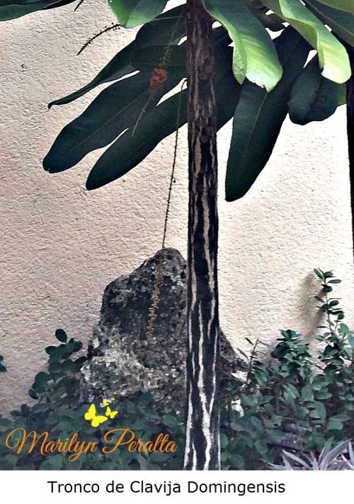 tronco-de-clavija-domingensis