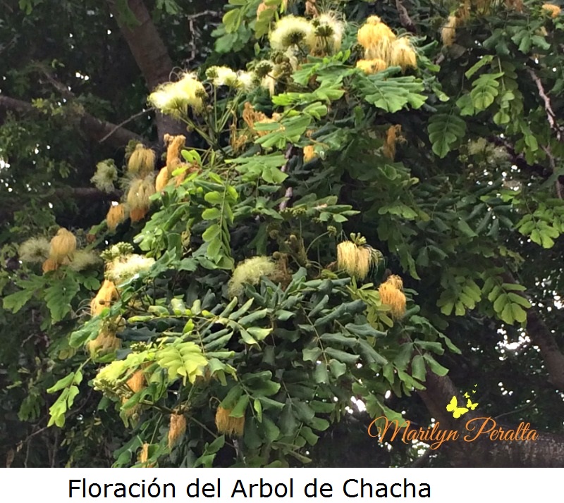 floracion-del-arbol-de-chacha