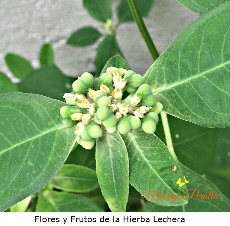 flores-y-frutos-de-la-hierba-lechera