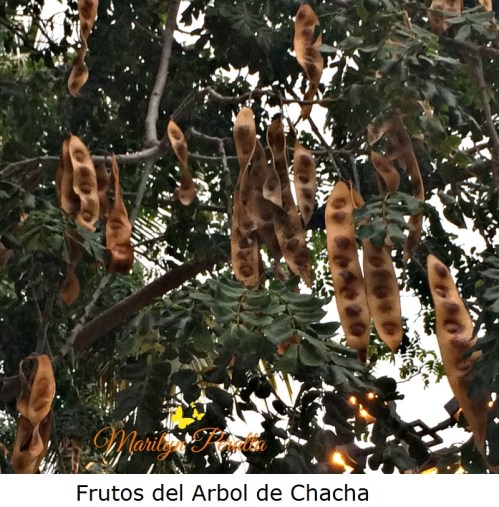 frutos-del-arbol-de-chacha