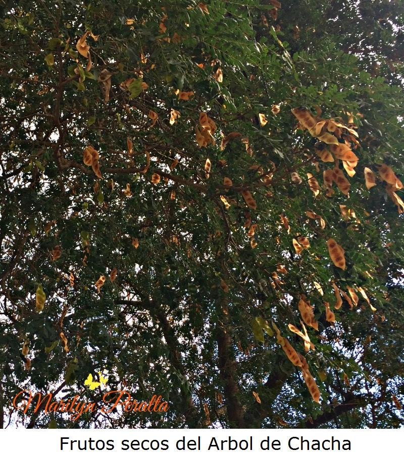 frutos-secos-del-arbol-de-chacha