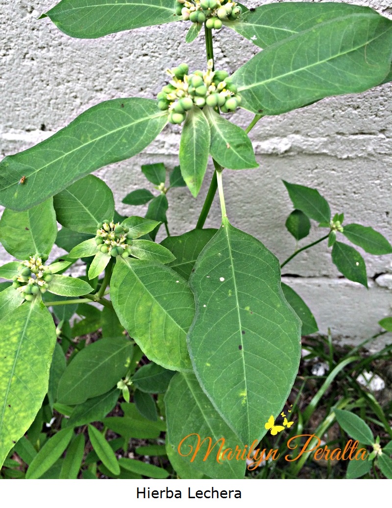 hierba-lechera