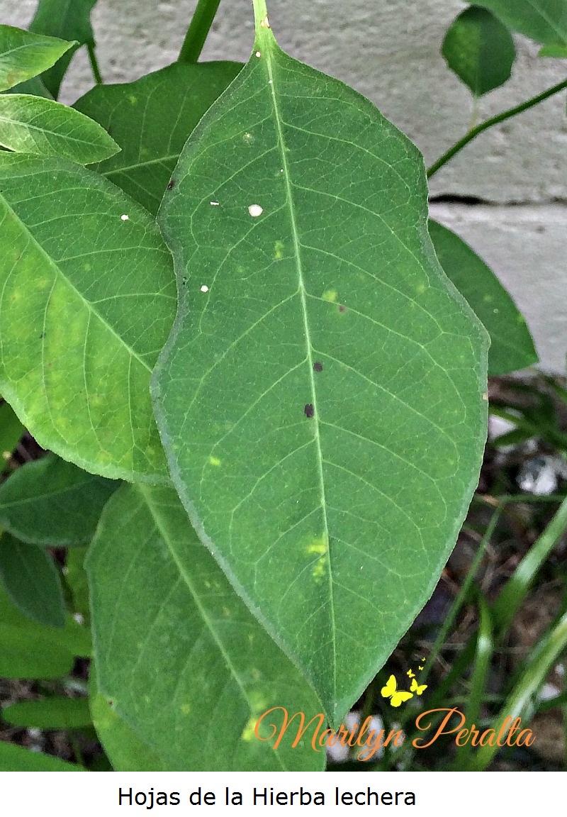 hojas-de-la-hierba-lechera