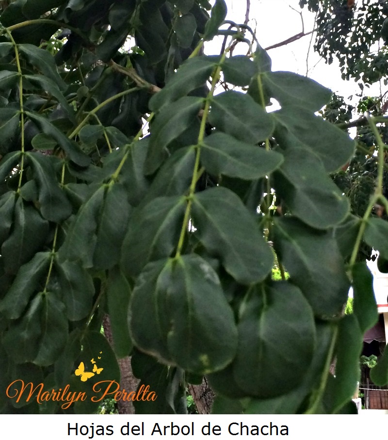 hojas-del-arbol-de-chacha