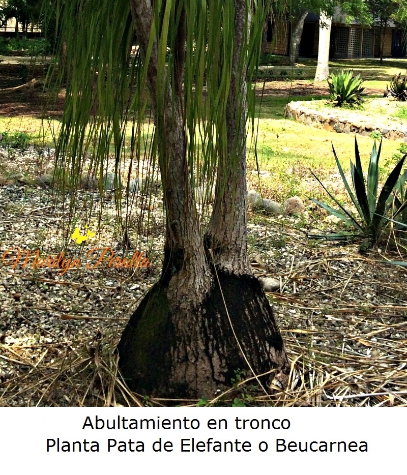 Abultamiento en tronco de la planta Pata de Elefante o Beucarnea