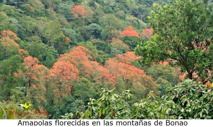 Amapolas florecidas en las montañas de Bonao