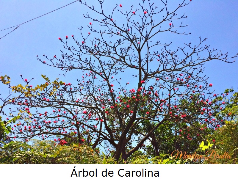 Arbol de Carolina