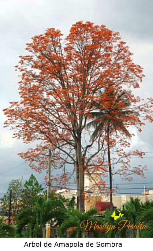 Árbol de Amapola de sombra