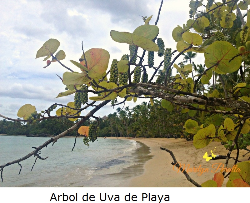Árbol de Uva de Playa