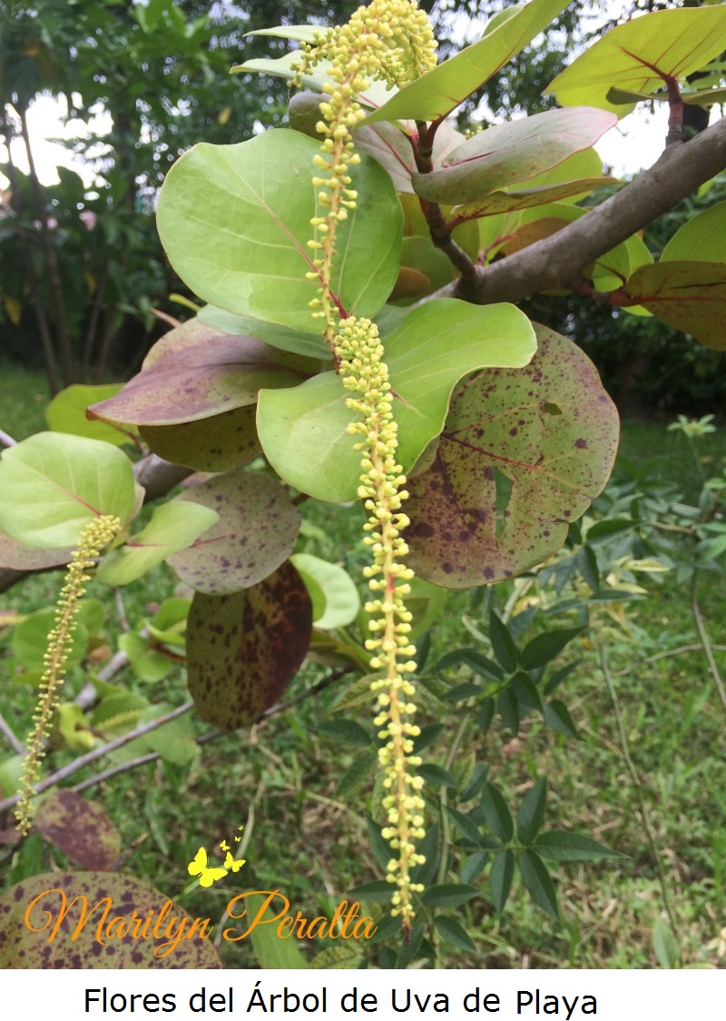 Flores del Arbol de Uva de Playa