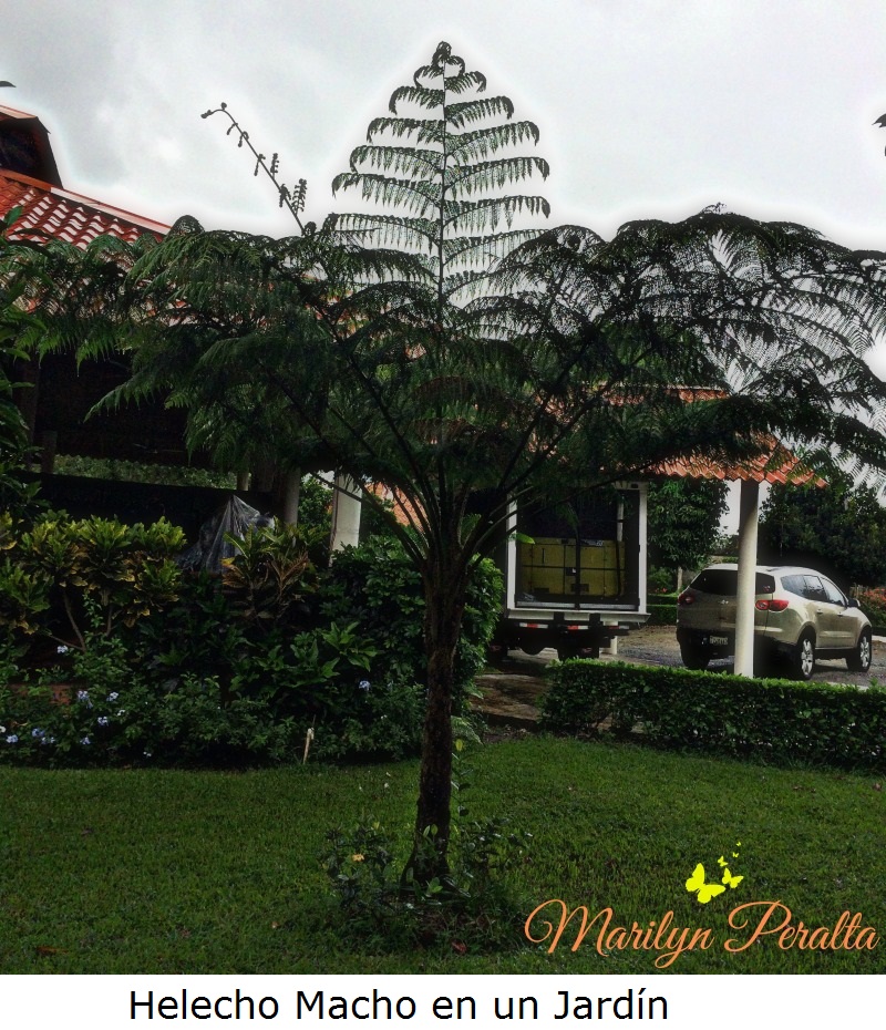 Helecho Macho en un jardín