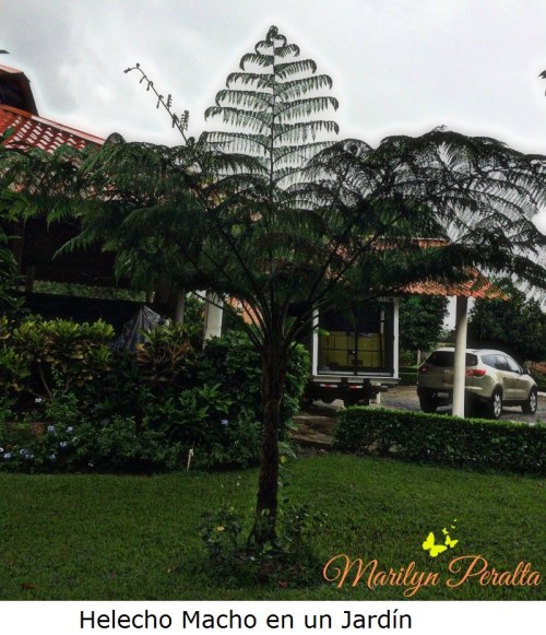 Helecho Macho en un jardín