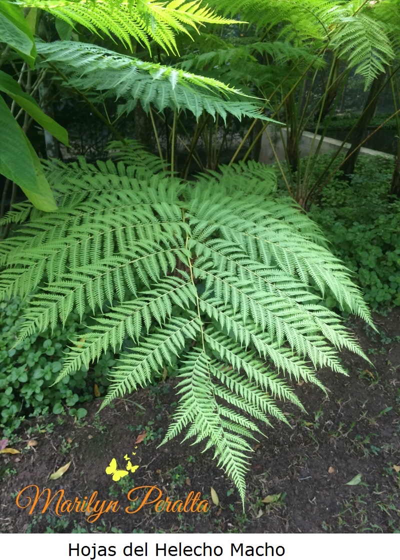 Hoja del Helecho Macho
