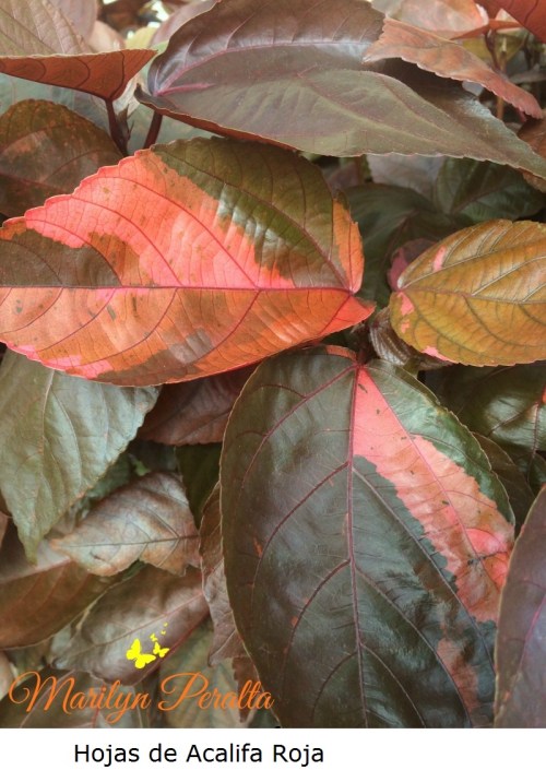 Hojas de la Acalifa Roja