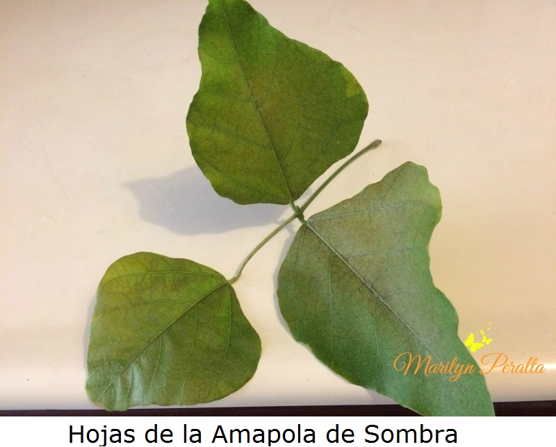 Hojas de la Amapola de Sombra