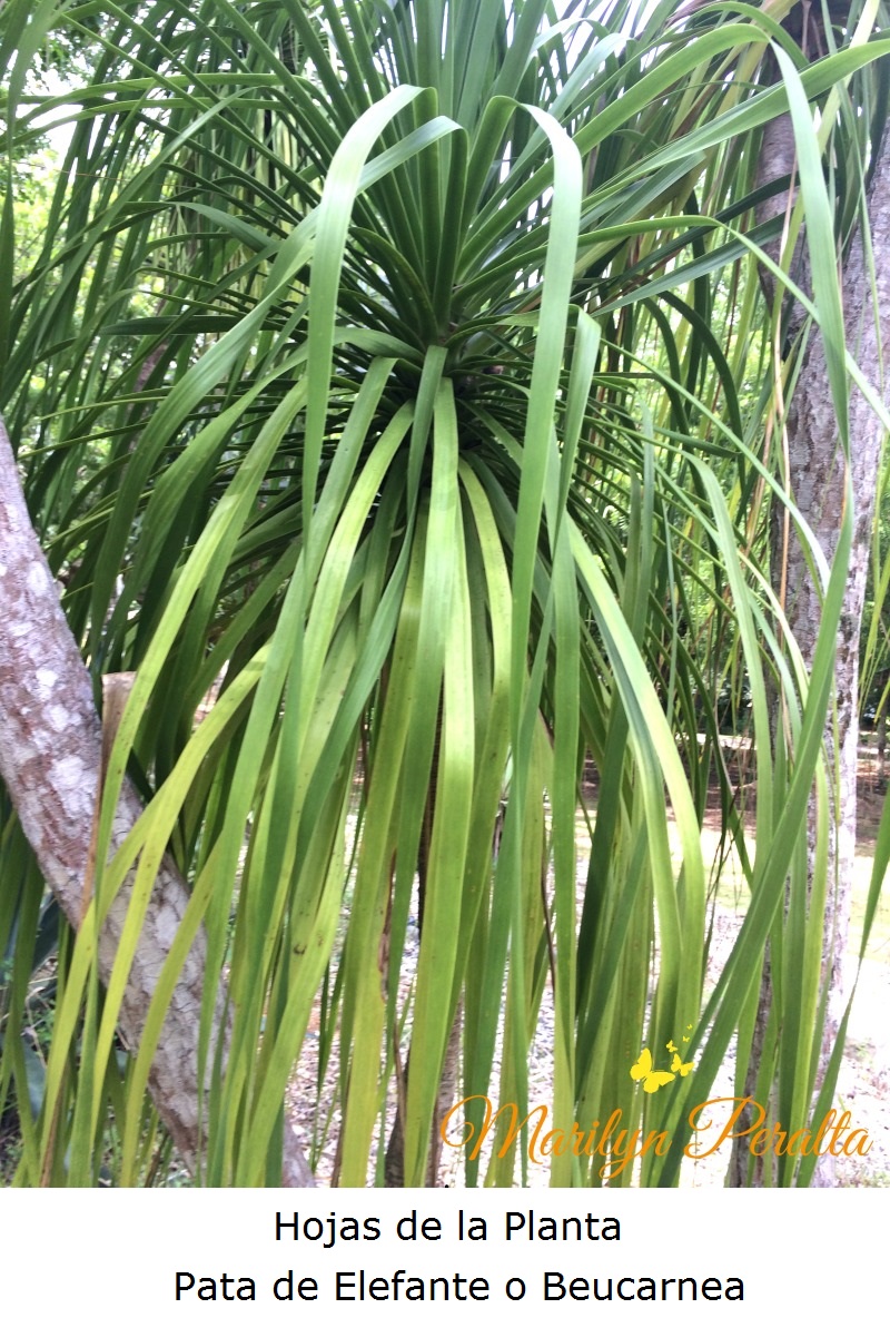 Hojas de la Planta Pata de Elefante o Beucarnea