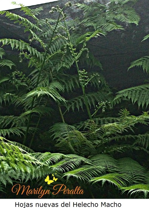 Hojas nuevas del Helecho Macho