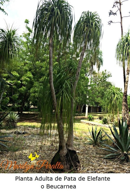 Planta Adulta de Pata de Elefante o Beucarnea