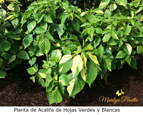 Planta de Acalifa de hojas verdes y blancas