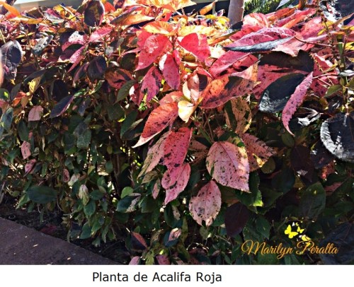 Planta de Acalifa Roja