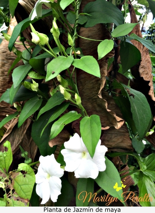 Planta de Jazmin de maya