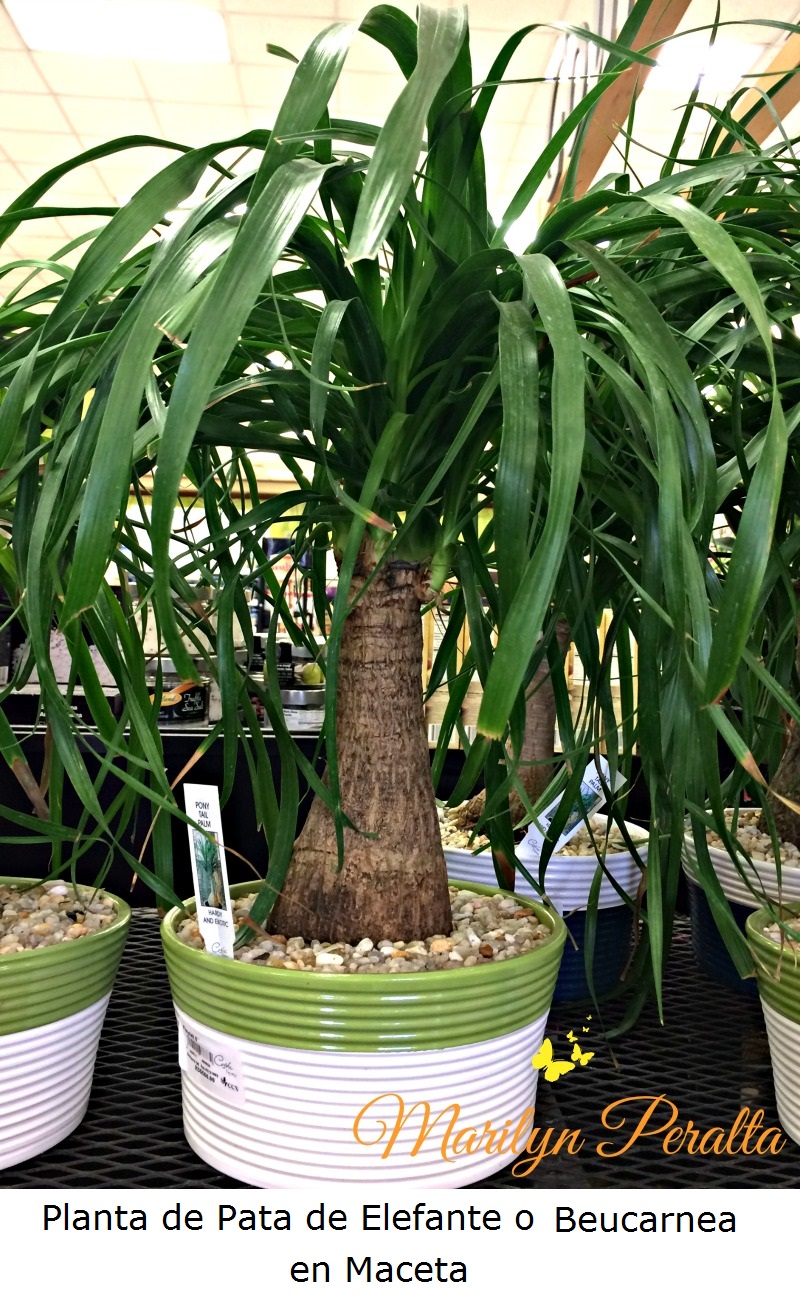 Planta de Pata de Elefante o Beucarnea en maceta