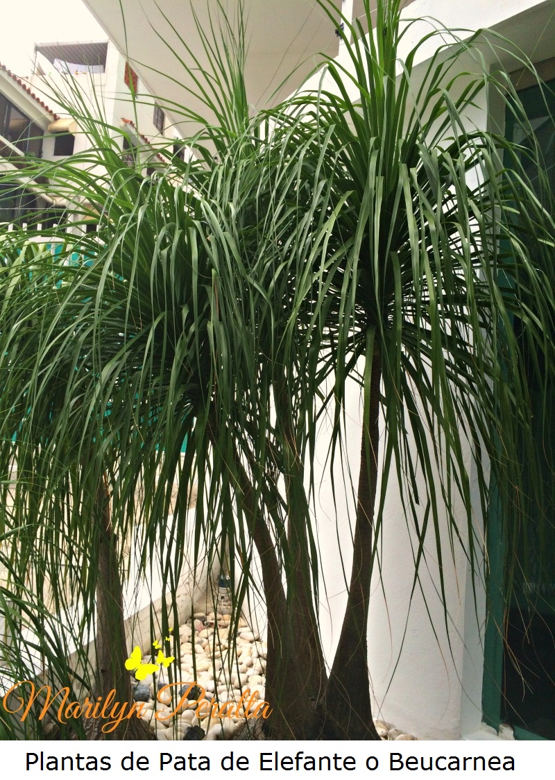 Plantas de Pata de Elefante o Beucarnea