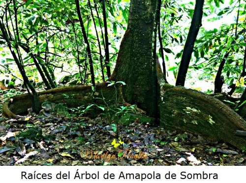 Raíces de la Amapola de Sombra