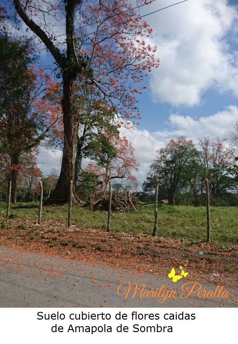 Suelo cubierto de flores de Amapola de Sombra
