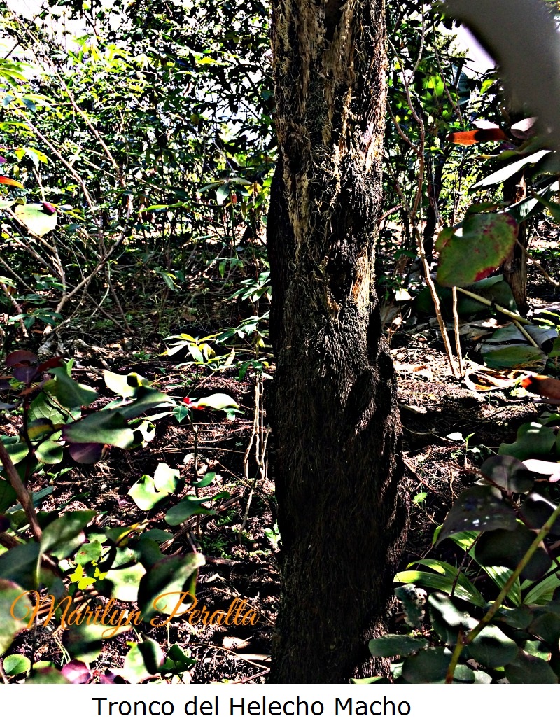 Tronco del Helecho Macho
