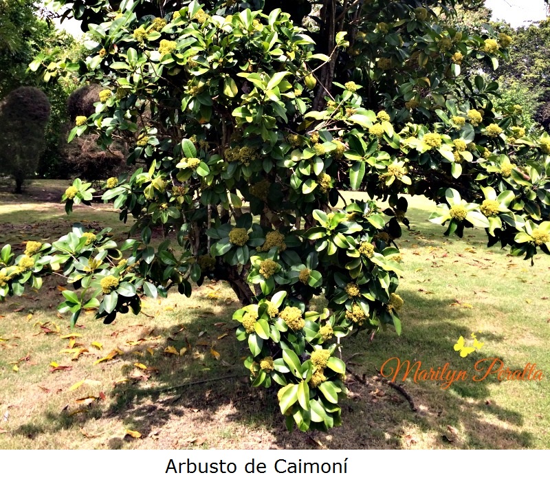 Arbusto de Caimoní