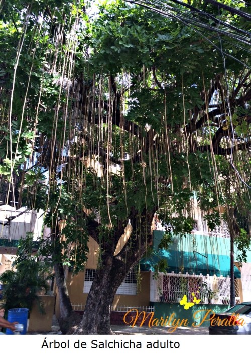 Árbol de Salchicha adulto